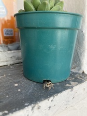 Menemerus bivittatus