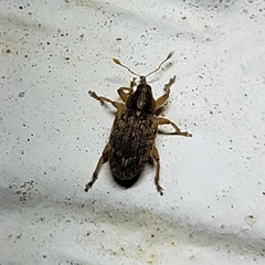 Lignyodes