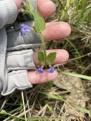 Scutellaria parvula australis