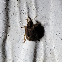 Lignyodes