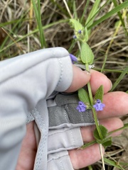 Scutellaria parvula australis