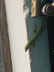 Anolis
