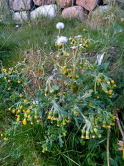 Senecio vulgaris