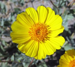 Geraea canescens