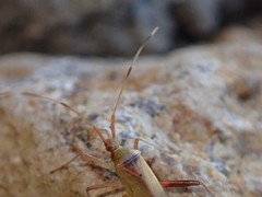 Creontiades rubrinervis