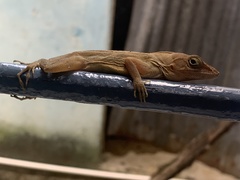 Anolis