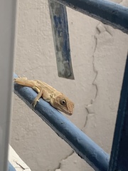 Anolis