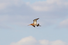 Limosa limosa