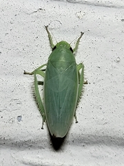 Gyponana angulata