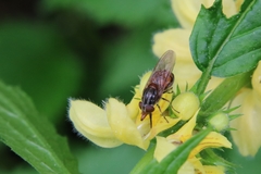 Rhingia campestris