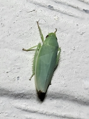 Gyponana angulata