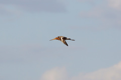 Limosa limosa