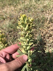 Castilleja citrina