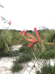Spigelia pulchella