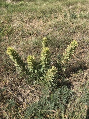 Castilleja citrina
