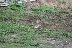 Turdus pilaris