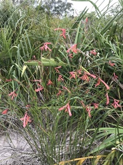 Spigelia pulchella