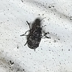 Ormiscus