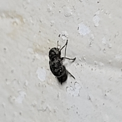 Ormiscus