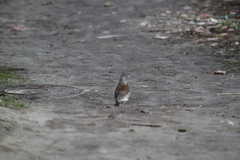 Turdus pilaris