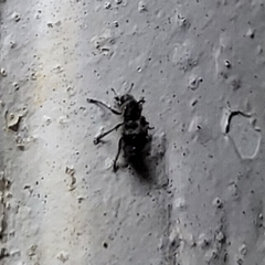 Ormiscus