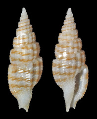 Pseudodaphnella tigroidella
