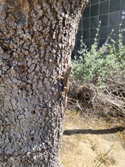Sceloporus occidentalis