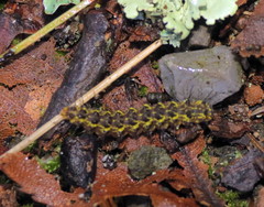 Hypoprepia miniata