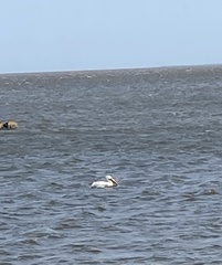 Pelecanus erythrorhynchos