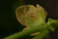 Peronospora arvensis