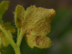 Peronospora arvensis