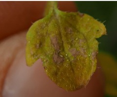 Peronospora arvensis