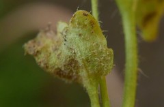 Peronospora arvensis