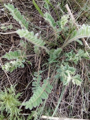 Astragalus dasyanthus
