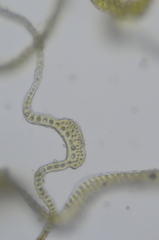 Racomitrium ryszardii