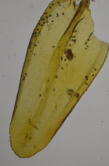 Racomitrium ryszardii