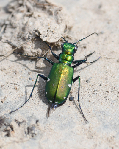 Six-spotted Tiger Beetle, photo 7 of 10