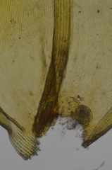 Racomitrium ryszardii