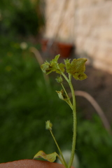 Peronospora arvensis