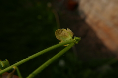Peronospora arvensis