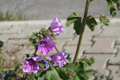 Malva sylvestris