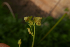 Peronospora arvensis