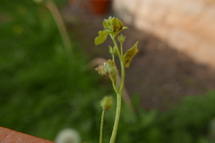 Peronospora arvensis