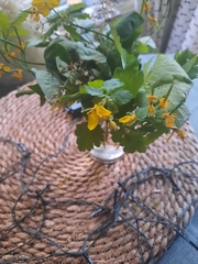 Chelidonium majus