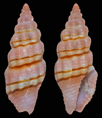 Lienardia giliberti