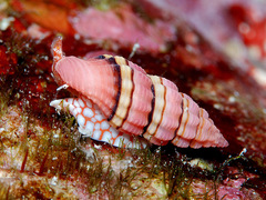 Lienardia giliberti