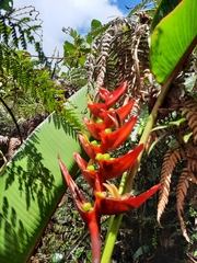 Heliconia lankesteri image