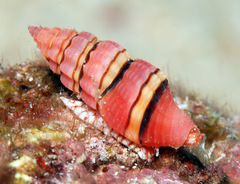 Lienardia giliberti