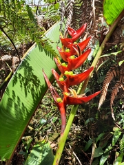 Heliconia lankesteri rubra