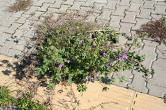 Malva sylvestris